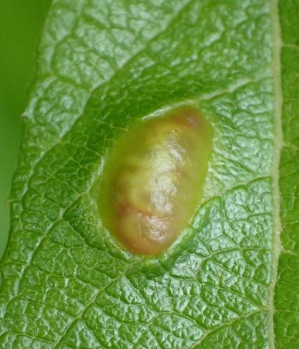 Euura bridgmanii